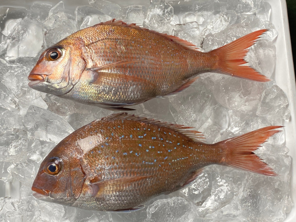 能登の鮮魚加熱用お任せ1種【1人前】