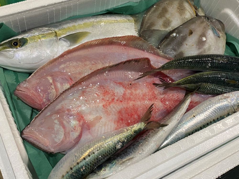 能登の鮮魚まるごとセット