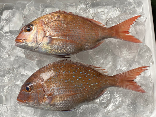 能登の鮮魚加熱用お任せ1種【１人前】